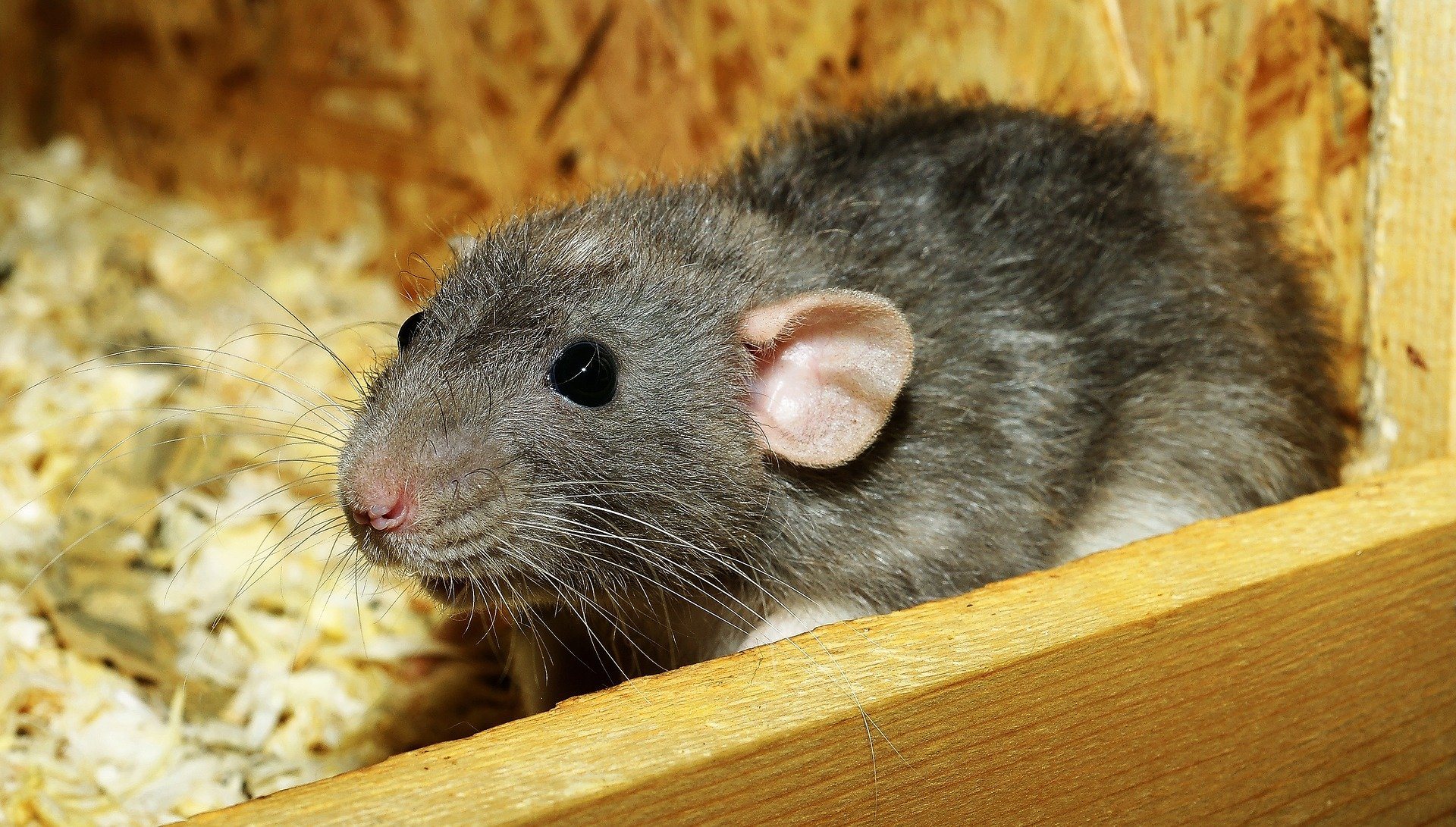 Removing a rat infestation Stevenage, Hertfordshire